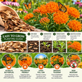 Butterfly Milkweed Native Flower Garden Seeds (100) - Asclepias ...