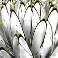 thumbnail image 2 of Tenoever, William 12x12 Gold Ornate Wood Framed with Double Matting Museum Art Print Titled - Color Moods: Cactus 7b Gold Type, 2 of 4