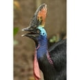 thumbnail image 3 of Fitzharris, Tim 17x24 Black Modern Framed Museum Art Print Titled - Cassowary, 3 of 5