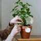 thumbnail image 1 of unbranded 4Ud Insertos De Maceta Autorriego Con Globos De Para Plantas En Interiores Y Jardín, 1 of 7