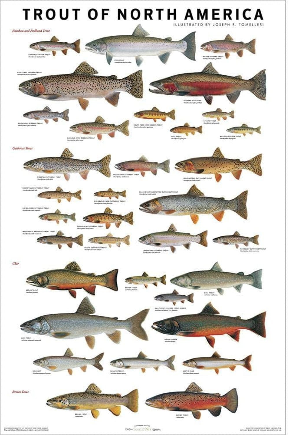 Joseph R Tomelleri Laminated Trout Of North America Fish Chart Poster 