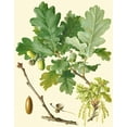 thumbnail image 2 of Vision Studio 15x18 White Modern Wood Framed Museum Art Print Titled - Acorns and Foliage II, 2 of 4