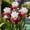 D, variant on Rare iris for Gardens-Large Showy Blossoms-Low Maintenance-Ideal for Borders, Plant Pots & Planters