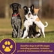 thumbnail image 2 of Suplemento Farnam Horse Health Canine Red Cell 1L para perros, 2 of 3