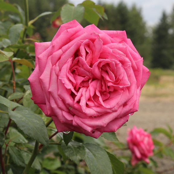 Heirloom Roses Pink Rose Bush - Eleganza® Wedding Bells™ Hybrid Tea Rose Plant
