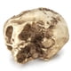 thumbnail image 5 of Maceta Flowerpot de resina con diseño gótico de calavera para suculentas, 600 g, 5 of 5