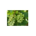 thumbnail image 3 of Pack de 2 Vino Espumoso Cruzat Premier Extra Brut 750 ml, 3 of 3