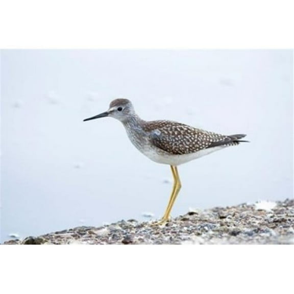 Posterazzi PDDCN02PCL0177 Lesser Yellowleg Bird Stanley Park British Columbia Poster Print by Paul Colangelo - 26 x 18 in.