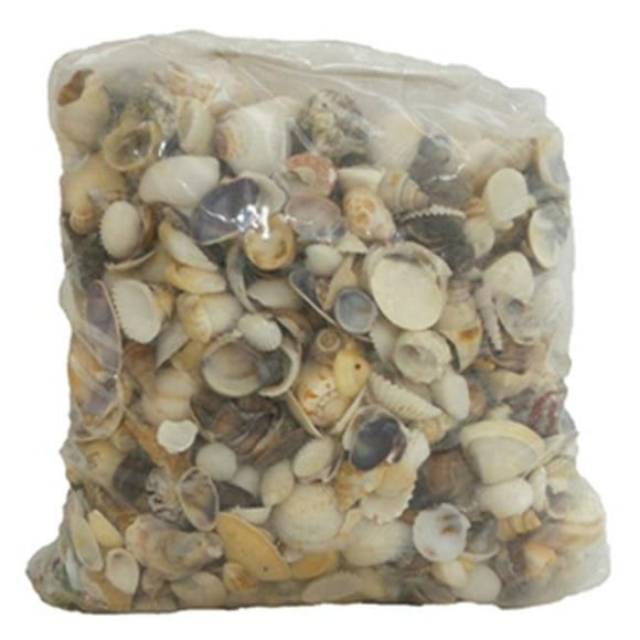 U.S. Shell 08007 Small Seashells World Mix - 5 lbs