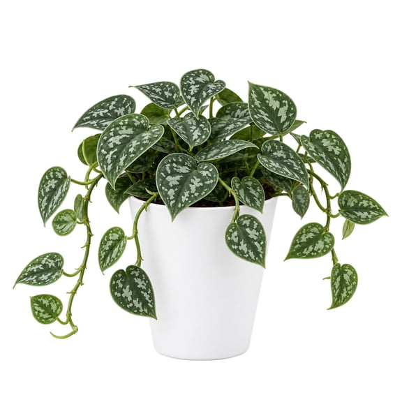 United Nursery Live Silver Satin Pothos 7-11 inches Tall in 4-inch White Decorative Pot