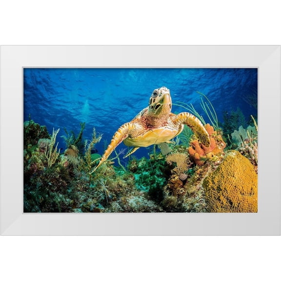 Abadschieff, Jan 14x10 White Modern Wood Framed Museum Art Print Titled - Hawksbill turtle swimming through Caribbean reef