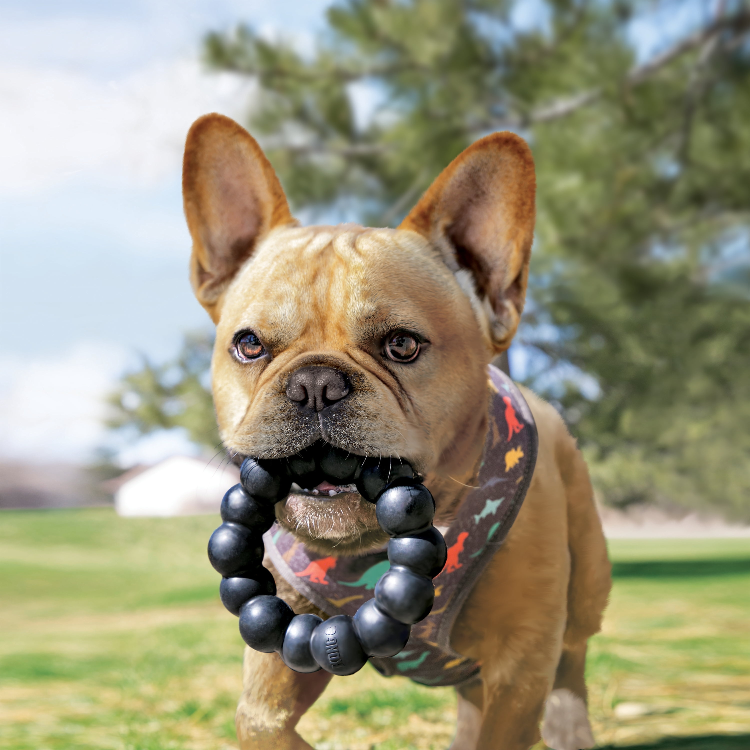 KONG® Extreme Ring Durable Dog Toy, Extra Large, for Dogs Between 60-95 lbs