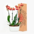 thumbnail image 2 of BloomsyBox Farm-Fresh Barcelona Orchid Duo, Low Maintenance, Perfect for Adding Natural Elegance to Your Indoor Space, Plant Delivery, Birthday Plants, Anniversary Plants, Wedding Plants, 2 of 2
