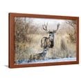 thumbnail image 1 of Mule Deer Buck and Doe Bedded, Animals Scenic Framed Art Print Wall Art by Larry Ditto Sold by Art.Com, 1 of 5