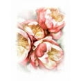 thumbnail image 2 of Murdock, Ramona 25x32 White Modern Wood Framed Museum Art Print Titled - Peach Peony, 2 of 4
