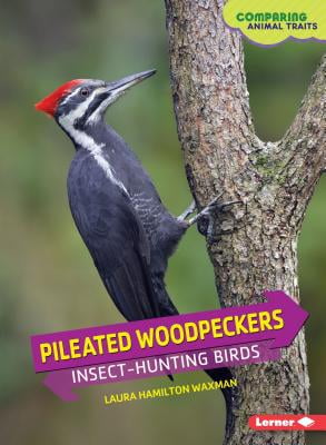 Pileated Woodpeckers Insect Hunting Birds Walmart Com