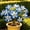 d, variant on Desert Rose-Easy Grow-Low Maintenance-Ideal for Beds Borders,Plant Pots & Planters