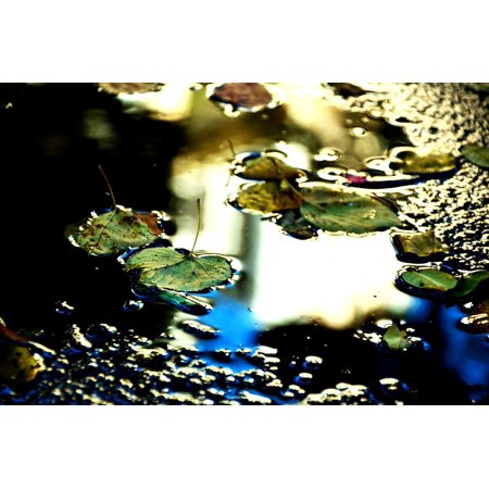 Non Puddle Light - LAMINATED POSTER Leaves Light Puddle Mirroring Autumn Poster Print 24 x 36