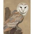 thumbnail image 3 of Green, Jacob 15x18 Black Modern Framed Museum Art Print Titled - Common Barn Owl Portrait I, 3 of 5
