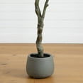thumbnail image 6 of Nearly Natural Dogwood Potted Artificial Tree - 6' - Red, 6 of 7