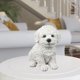 thumbnail image 3 of Figura creativa de perro, estatua de animal, escultura de resina, para mesa, sala de estar o cualquier espacio del hogar. blanco, 3 of 9