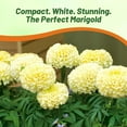 thumbnail image 6 of Outsidepride Marigold White - 1000 Seeds, 6 of 9