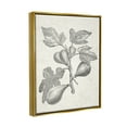 thumbnail image 3 of Stupell Industries Vintage Fig Plant Study Drawing Botanical & Floral Painting Gold Floater Framed Art Print Wall Art, 3 of 6