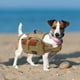 thumbnail image 3 of Mochila para alforjas para perros, arnés para perros, paquete de senderismo para perros, arnés de chaleco para acampar y viajar, ligero, paquete para L Sunnimix Paquete de silla de montar, 3 of 8