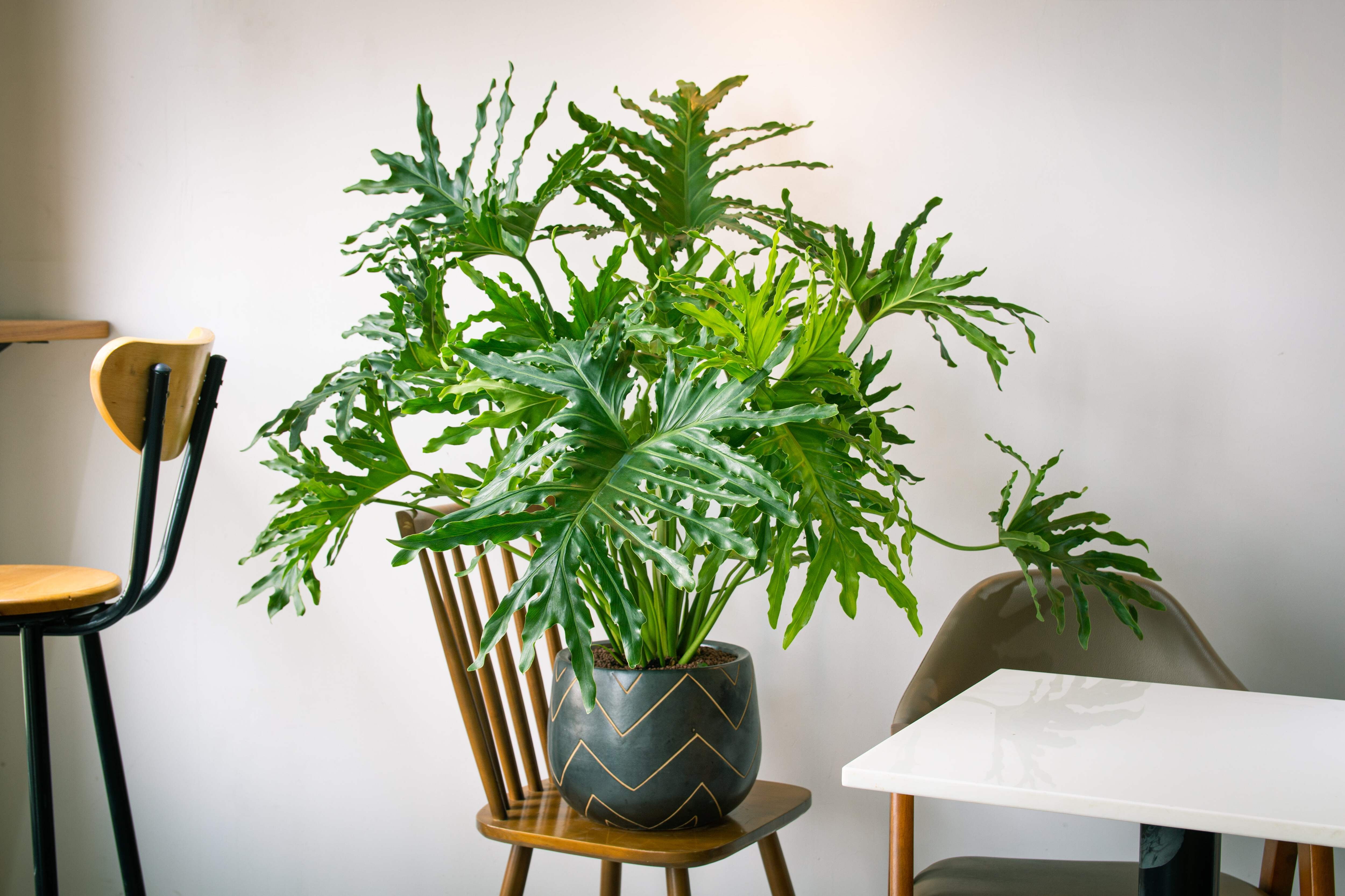 15 Seeds - Lacy TREE PHILODENDRON Split Leaf Cut-leaf Selloum House Plant  Seeds - Walmart.com