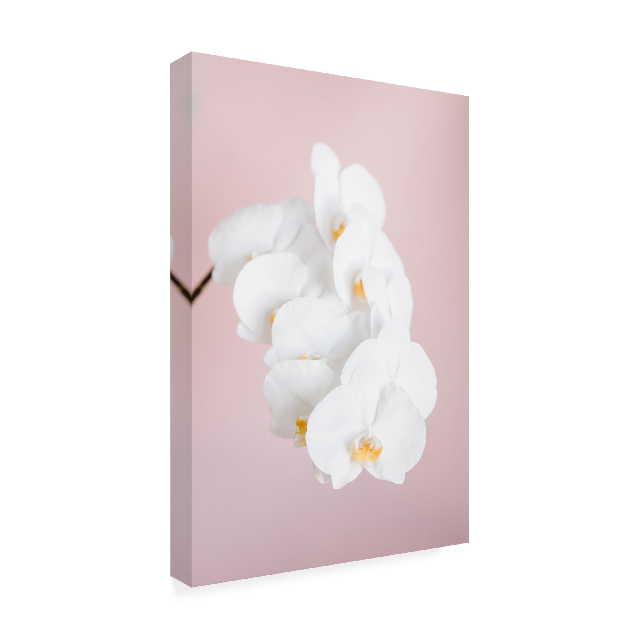 Trademark Fine Art Pictufy Studio Orchid 2 Canvas Wall Art