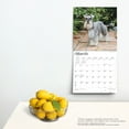 thumbnail image 4 of Browntrout, Miniature Schnauzers 2024 Wall Calendar, 4 of 8