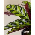 thumbnail image 2 of Grow by Bloomscape Live Potted Indoor 8in. Tall Rattlesnake Plant; Indirect Light, Pet Friendly in 6in. EcoPot, 2 of 6