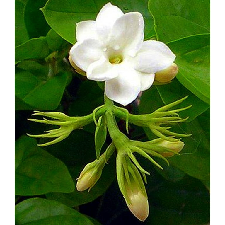 White Jasmine Plant