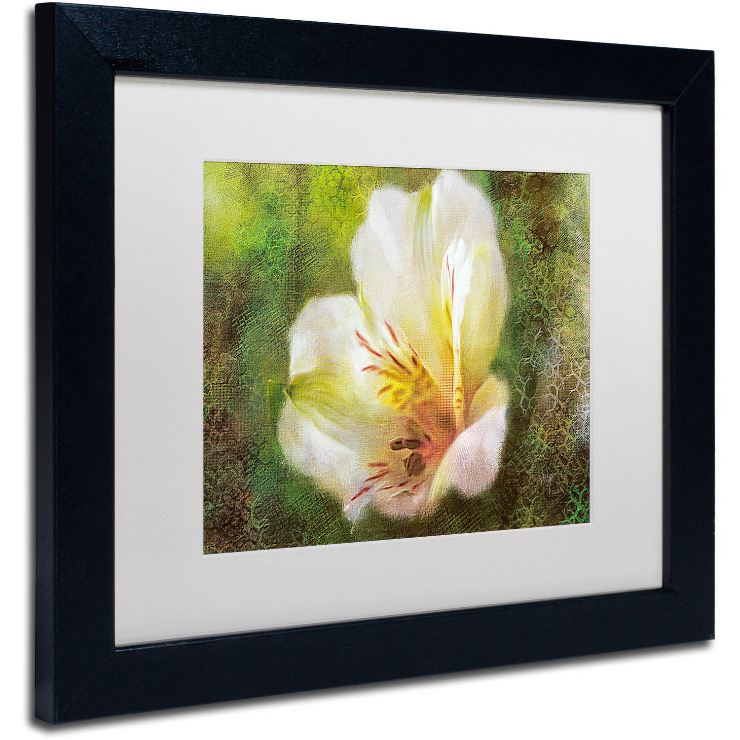 Trademark Fine Art "Lily of the Incas" Canvas Art by Lois Bryan White Matte, Black Frame