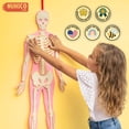 thumbnail image 3 of Modelo de cuerpo humano NUHICO Montessori Essential 1m para niños, 3 of 9