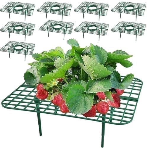 AXKIIN 10 Packs Square Strawberry Supports,Strawberry Growing Racks with 4 Sturdy Support Feet,Strawberry Supports for Garden, Strawberry Plant Support Prevent Strawberry Rot. (Square)