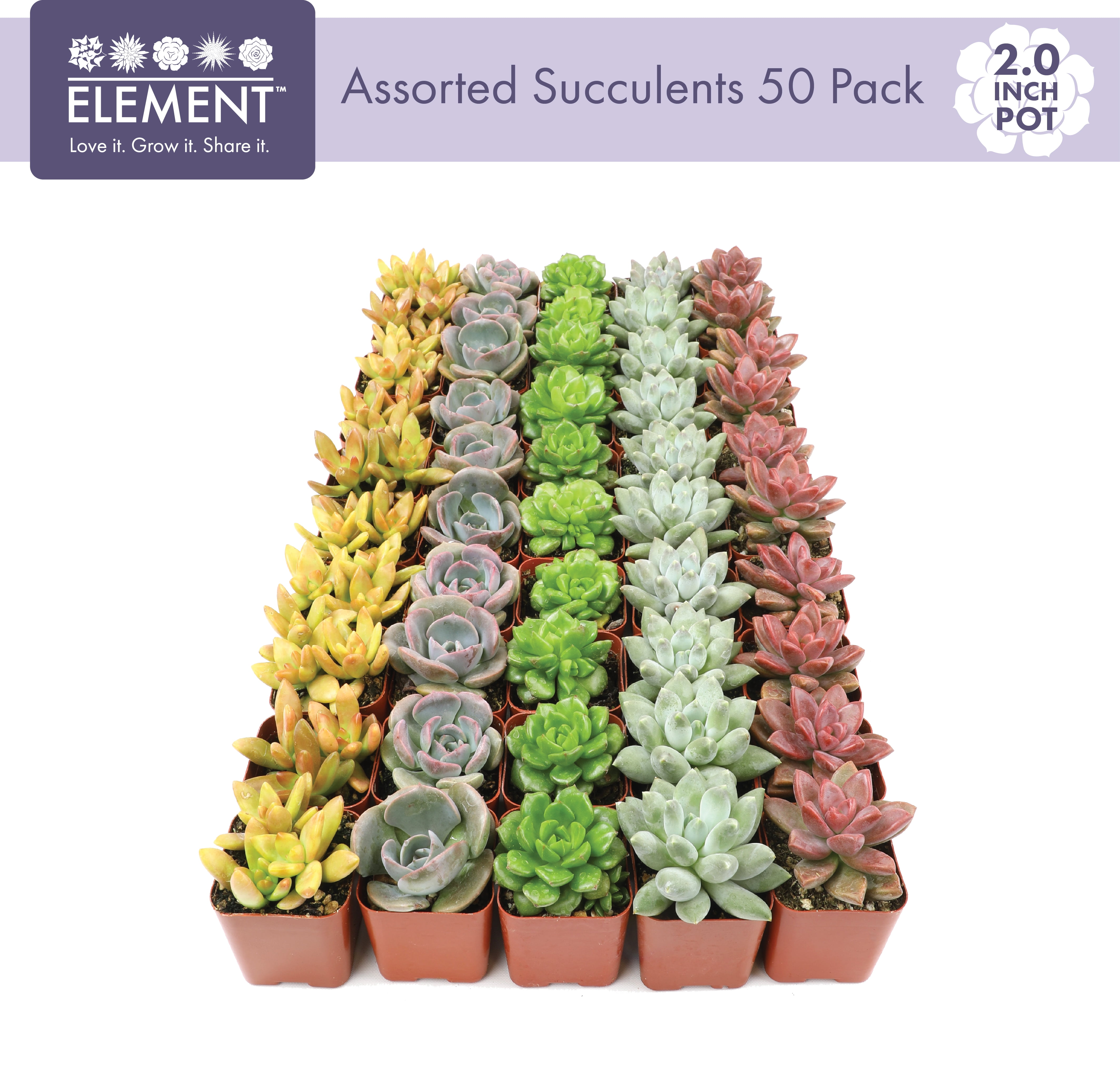 Altman Plants Bulk Succulent Plants (50PK) Live Plants - Small Real Succulents - 2 in Pots