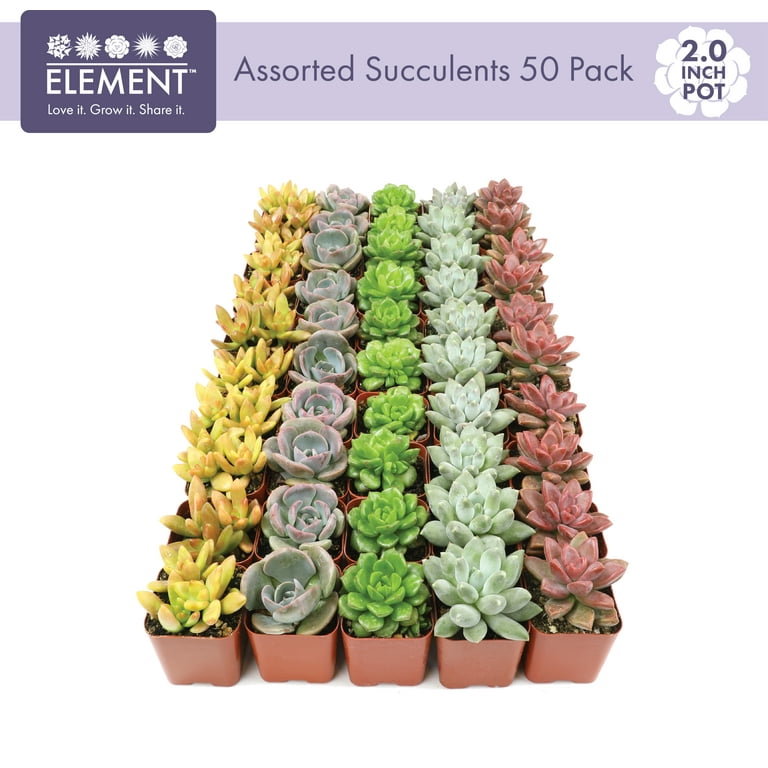 Altman Plants Bulk Succulent Plants (50pk) Live Plants - Small Real Succulents - 2 in Pots