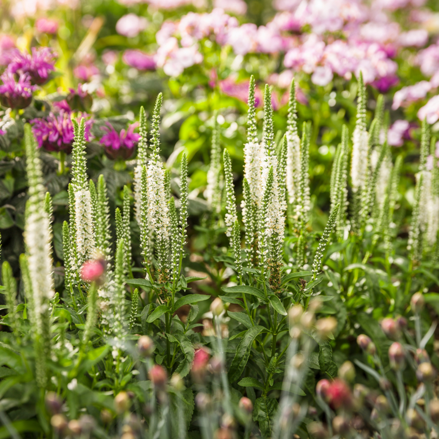 Proven Winners 6" Magic Show 'White Wands' Spike Speedwell Live Plant in 7.5" Pot