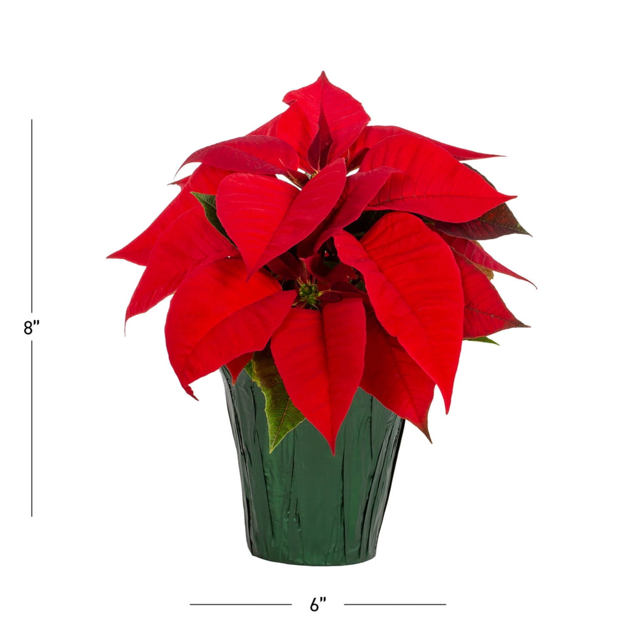Holiday Time Pint Red Poinsettia Live Houseplant Green Foil Cover Indirect Sunlight 6 Pack
