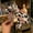 White, variant on Women's Leopard Bow knot Bandwidth Side Headdress Accessories Headband
