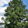 thumbnail image 2 of American Beech Tree, American Beech Live Plant Outdoor Landscape, 6'' Tall Quart Pot, 2 of 5