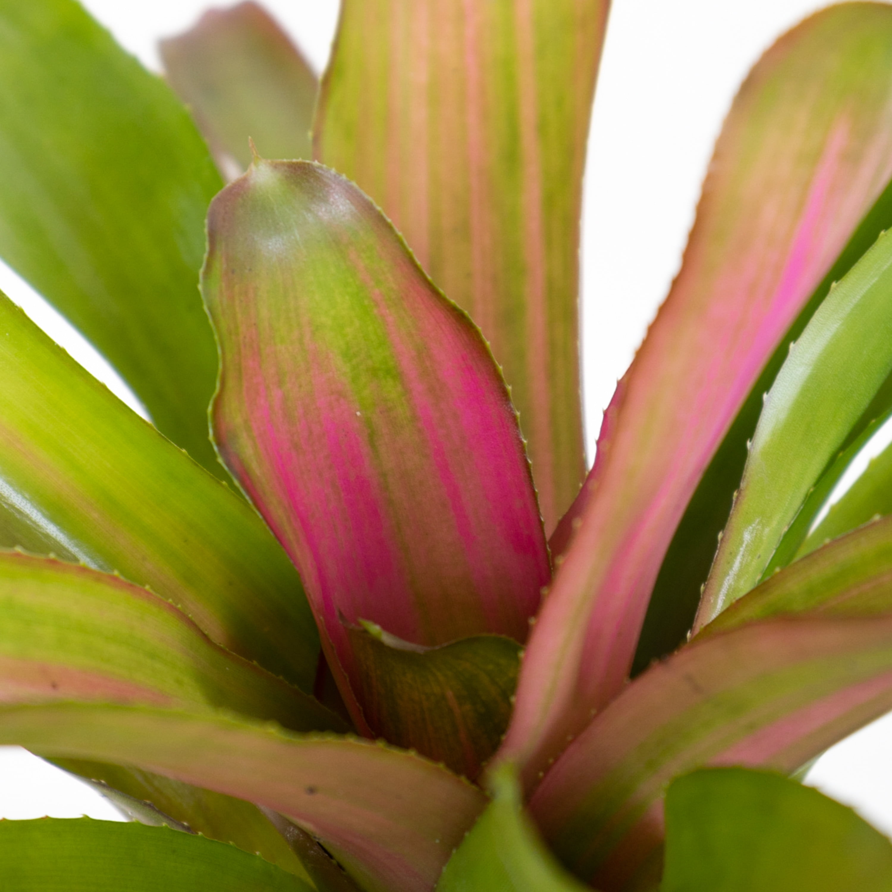 United Nursery Live Bromeliad Red Leah Plant 12-14 inches Tall in 6-inch Grower Pot
