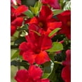 thumbnail image 2 of Mandevilla Giant Crimson 6 Inch Pot, 2 of 6