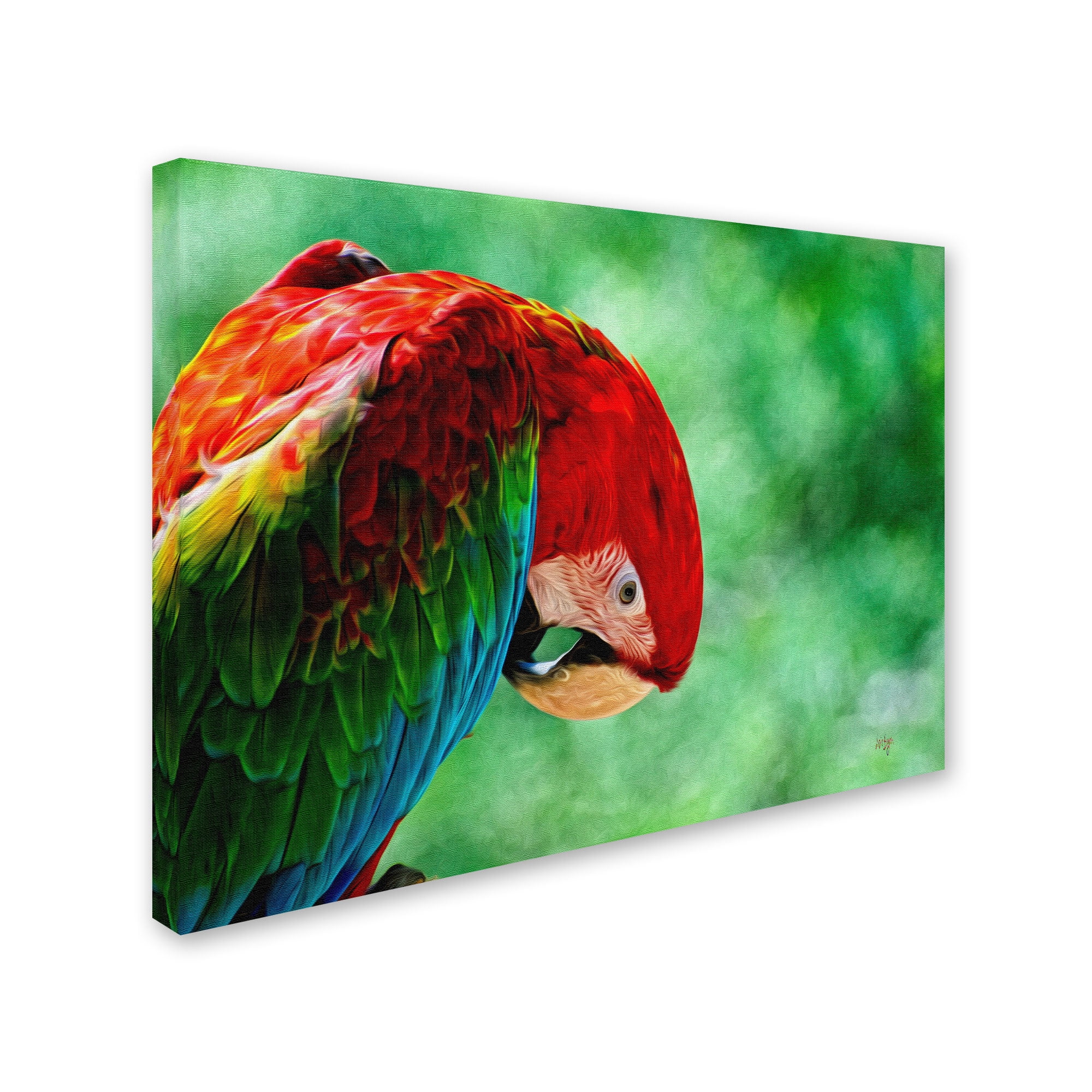 Trademark Fine Art "Colorful Macaw" Canvas Art by Lois Bryan