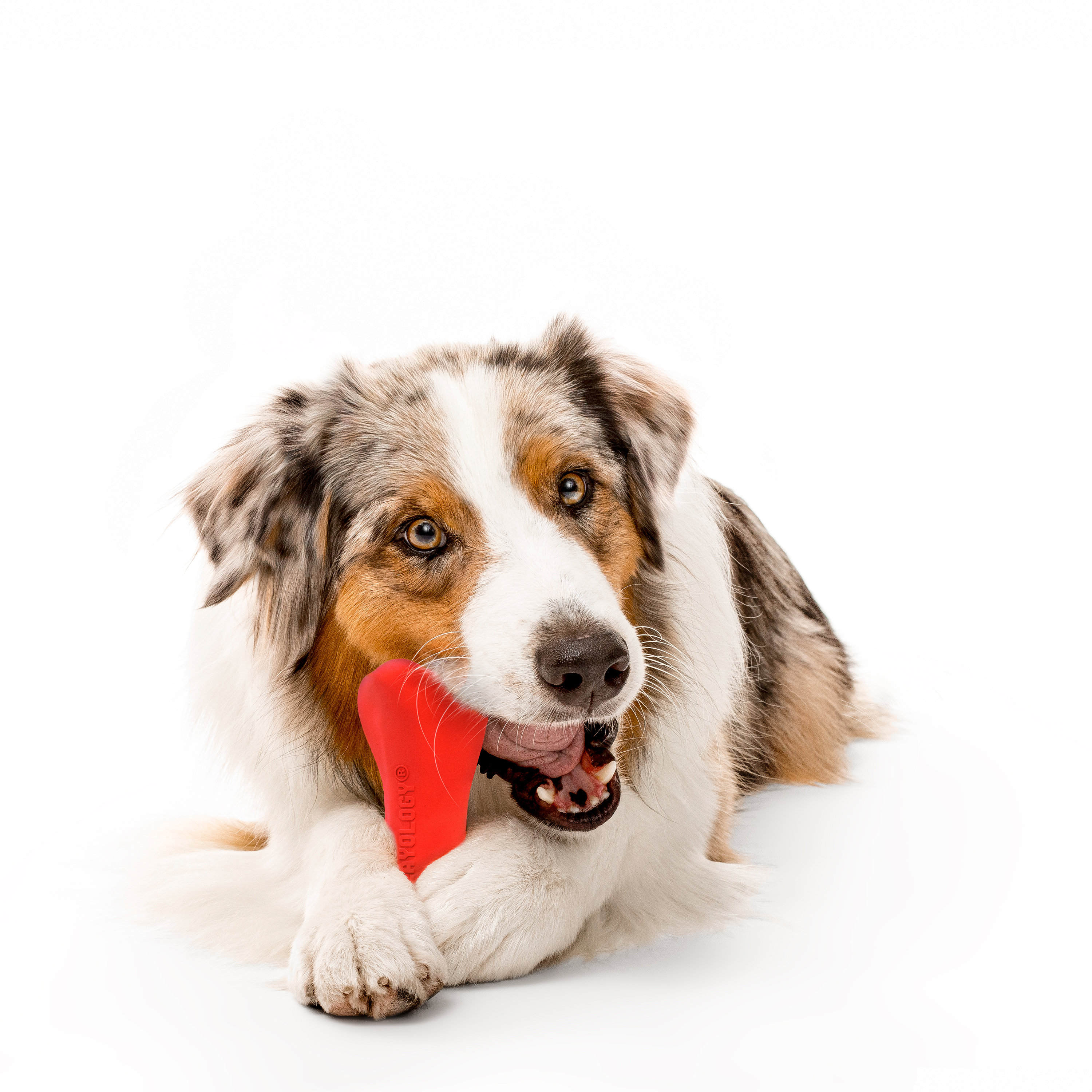 Playology Jumbo Crunchy Bone Dog Toy photo 3