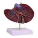 thumbnail image 2 of Modelo de vesícula biliar humana, modelo anatómico de órgano interno, herramienta didáctica práctica e intuitiva para profesionales de salud., 2 of 9