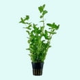 thumbnail image 4 of Bacopa Caroliniana Size: Bunch 3-5 Stems Live Aquarium Plants BUY 2 GET 1 FREE, 4 of 11
