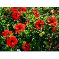 thumbnail image 2 of 10 Luna RED HARDY HIBISCUS Hibiscus Moscheutos Balhibred Flower Seeds, 2 of 3