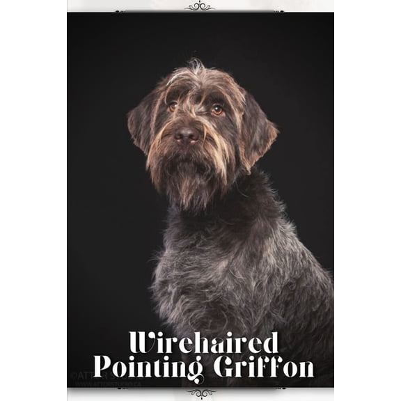 Wirehaired Pointing Griffon: Dog breed overview and guide, (Paperback)